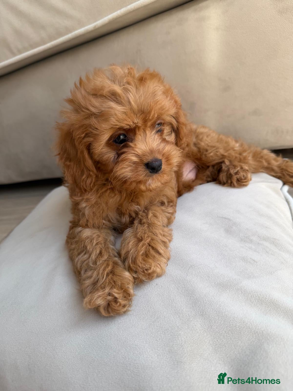 Cavapoo dogs £1750 Toy Asian Cavapoo (teddy bear dogs) 2 left - Advert 11