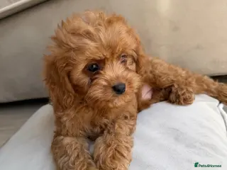 Cavapoo dogs £1750 Toy Asian Cavapoo (teddy bear dogs) 2 left - Advert 11