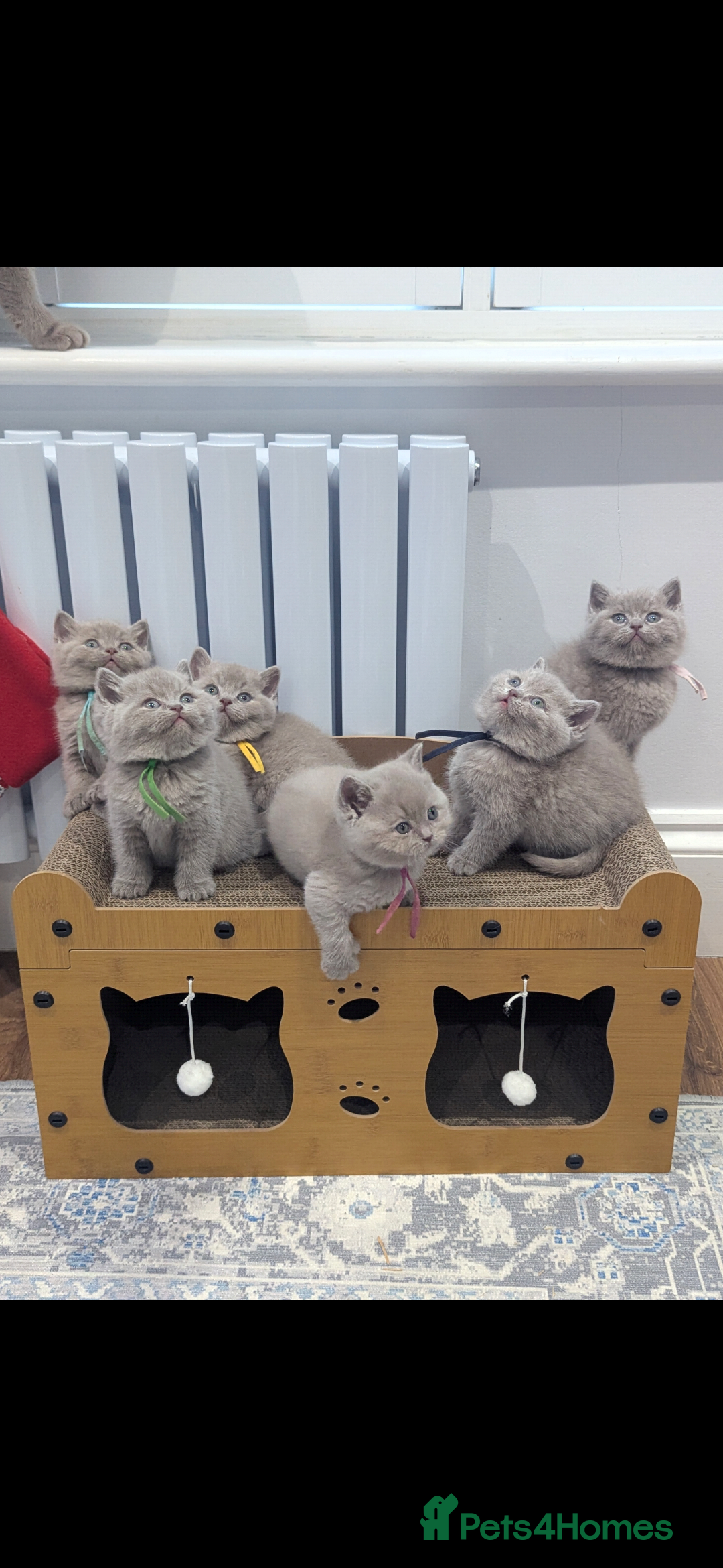 British Shorthair cats for sale: 6 beautiful rare FAWN British Shorthair Kittens ✨ - Advert 4