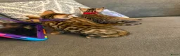 Bengal cats for sale: 🐆✨Outstanding TICA Registered Bengal cubs  ✨🐆 - Advert 9