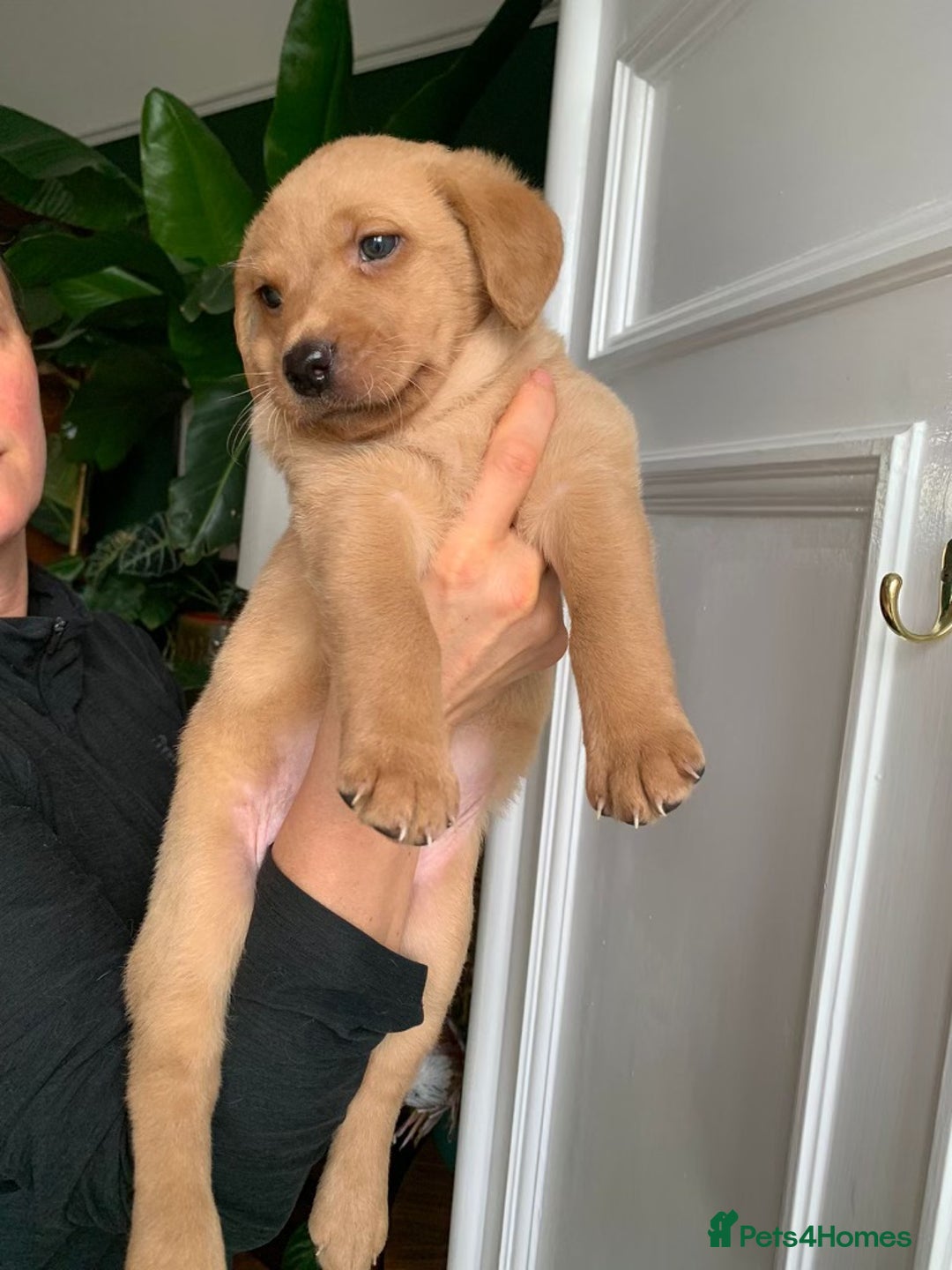 Labrador Retriever dogs for sale: Beautiful Kc registered Royal bloodline Labrador  - Advert 4