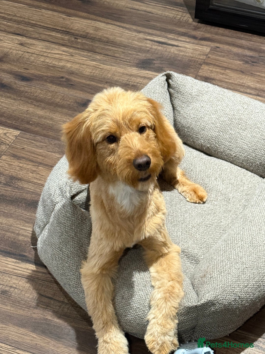 Cockapoo dogs for sale: 10-Month-Old F1B Cockapoo – Loving Home Wanted - Advert 3