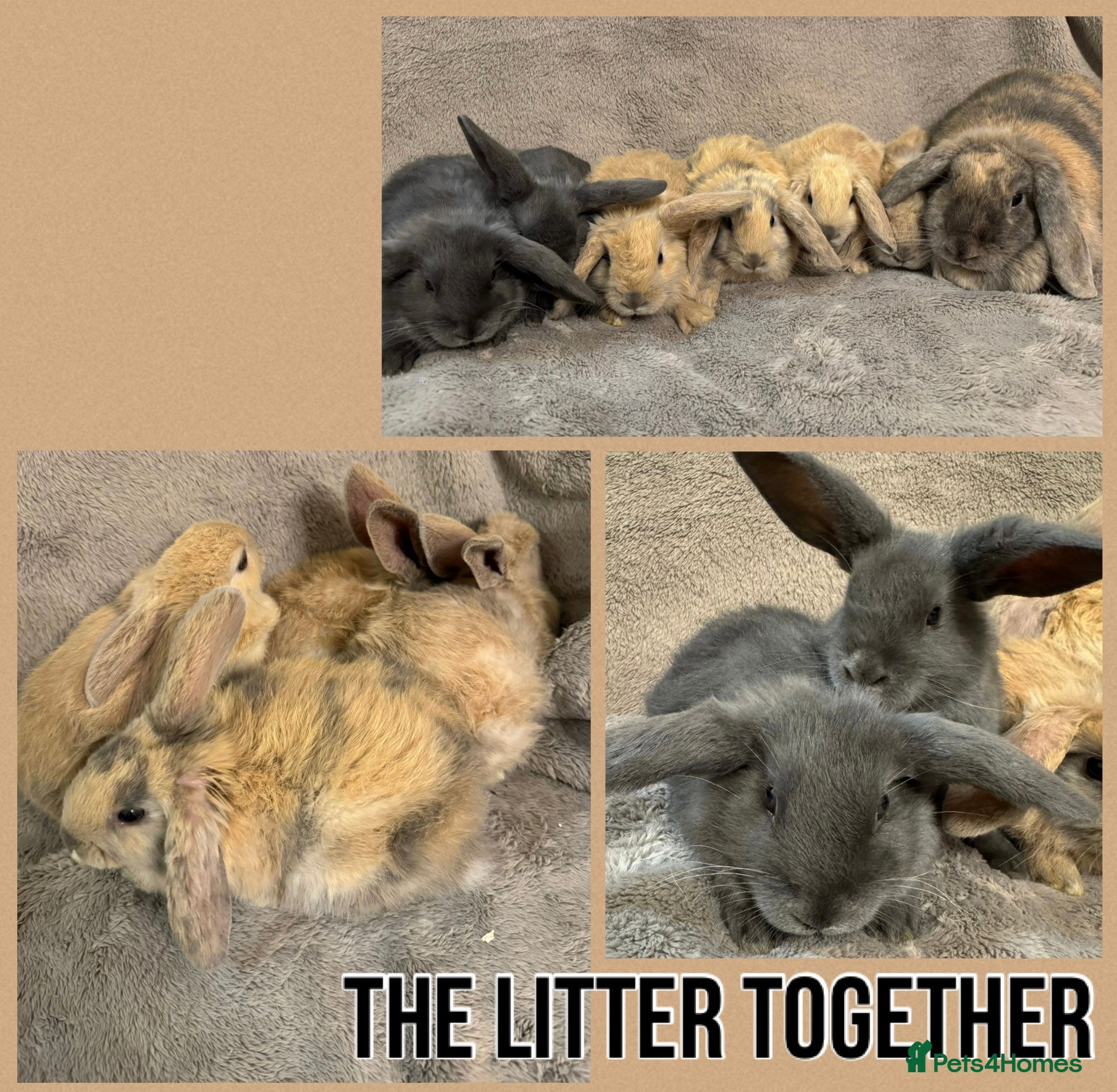Dwarf Lop rabbits 6 Dwarf Lops & 4 Pedigree Netherland Dwarfs - Advert 11