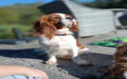 Cavapoo dogs for sale: Scrumptious Cavapoo puppies- Dad PRA tested - Image 12