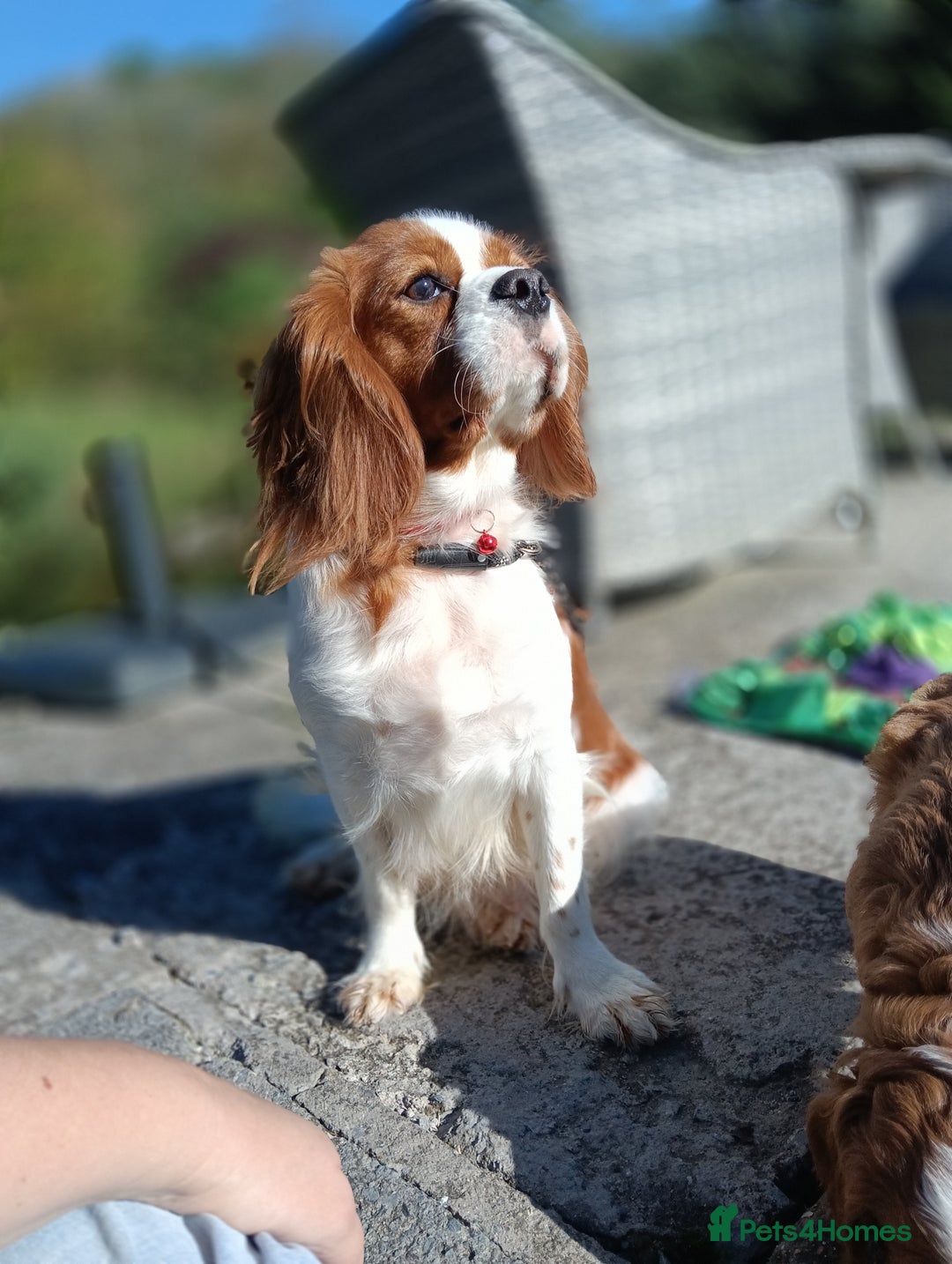 Cavapoo dogs for sale: Scrumptious Cavapoo puppies- Dad PRA tested - Image 12