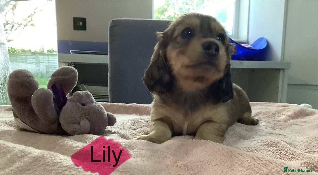 Miniature Dachshund dogs for sale: PRA Clear Mini Longhair Dachshund Pups Cream Red.. - Advert 32
