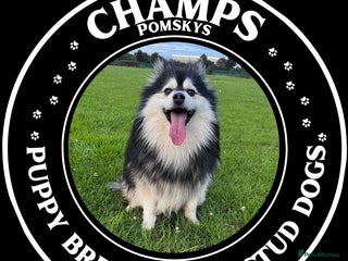 Pomsky dogs in Liverpool - Advert 3