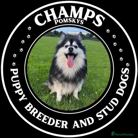 Pomsky dogs Champ F2 pomsky for stud in Liverpool - Advert 1