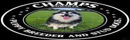 Pomsky dogs for stud: Champ F2 pomsky for stud  in Liverpool - Advert 1