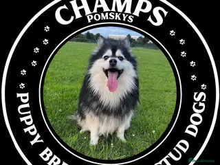 Pomsky dogs Champ F2 pomsky for stud - Advert 1