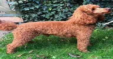 Miniature Poodle dogs in Bognor Regis - Advert 9