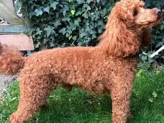 Miniature Poodle dogs Deep Red Extensively Health Tested Boy in Bognor Regis - Advert 9