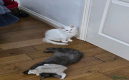 Maine Coon cats for sale: Pedigree XL Mainecoon kittens - Image 28