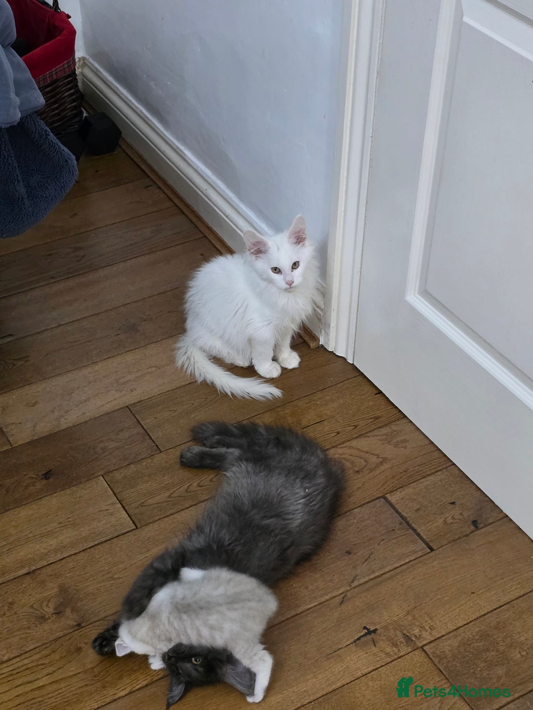 Maine Coon cats for sale: Pedigree XL Mainecoon kittens - Image 28