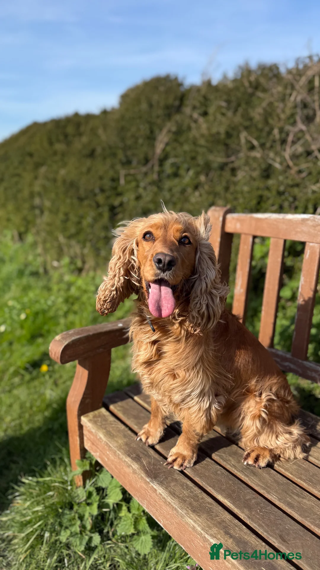 Cocker Spaniel dogs for sale: ✨ All puppies are reserved ✨ - Advert 7