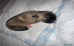 Mixed Breed dogs for sale: Stuffy puppies for sale  - Image 6