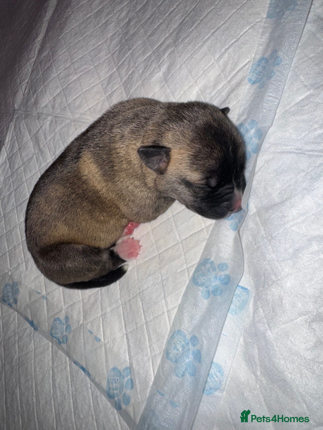 Mixed Breed dogs for sale: Stuffy puppies for sale  - Image 6