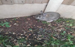 Netherland Dwarf rabbits for sale: Rehoming an adorable Netherland dwarf 🤍 - Image 3
