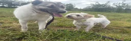 Mixed Breed dogs for adoption: Jellybean - Norwich Norfolk  - Advert 17