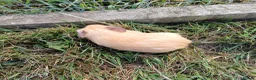 Guinea Pig rodents for sale: Baby boy guinea pigs needing homes - Advert 3