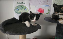 Mixed Breed cats for sale: Need a home - Image 3
