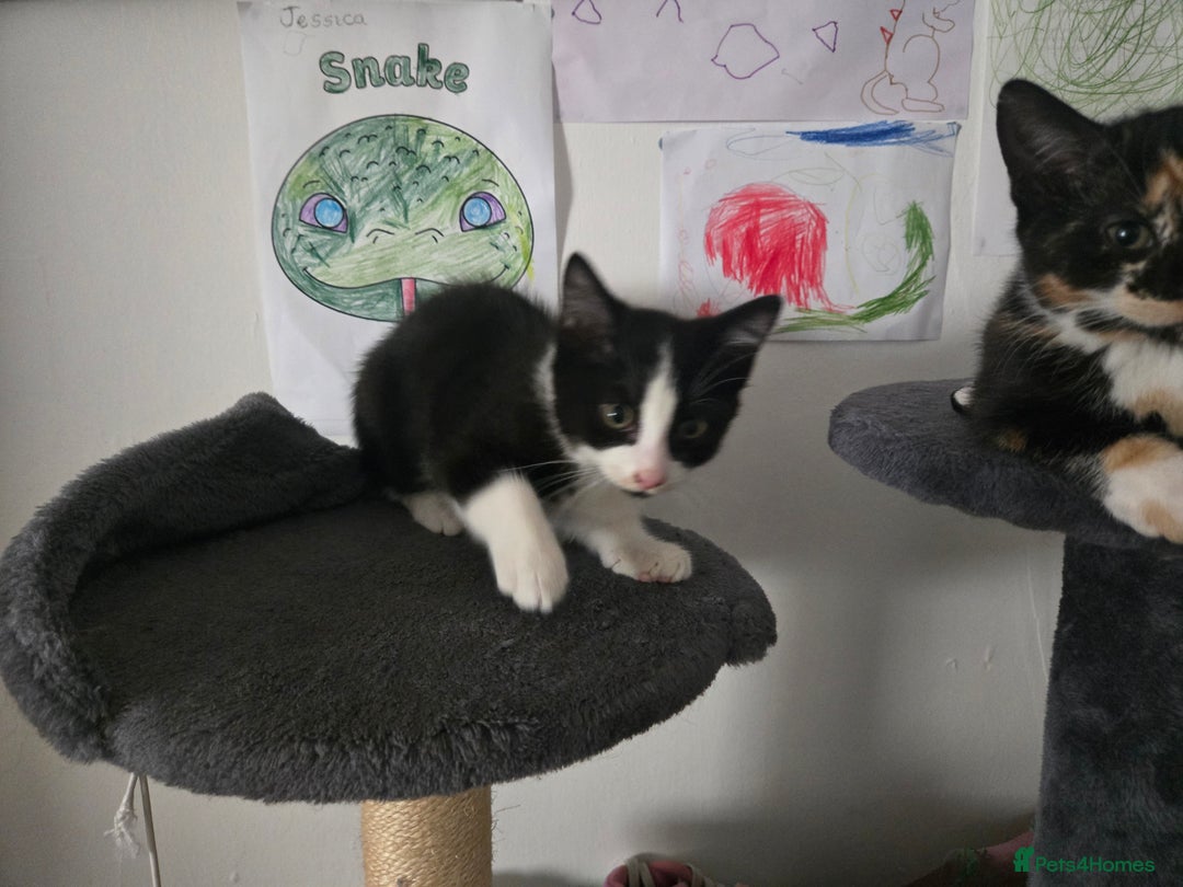 Mixed Breed cats for sale: Need a home - Image 3