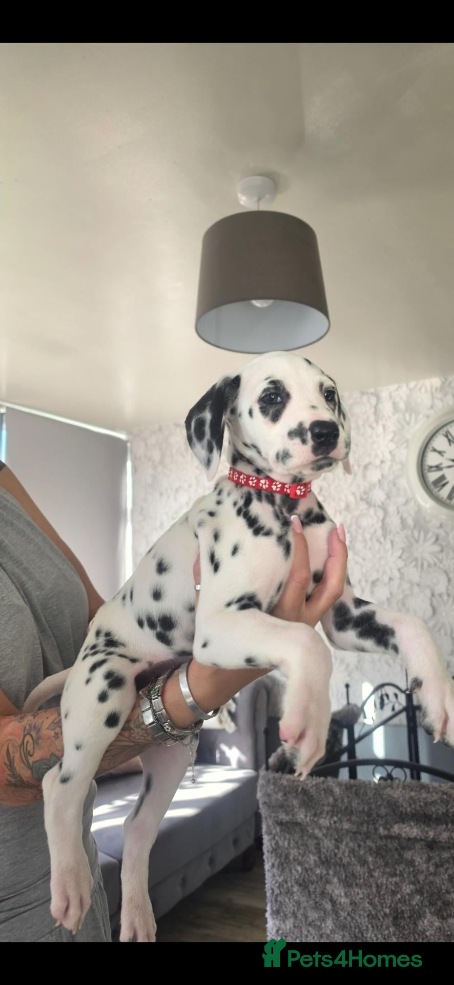 Dalmatian dogs Kc registered stunning dalmatian puppies  - Advert 2