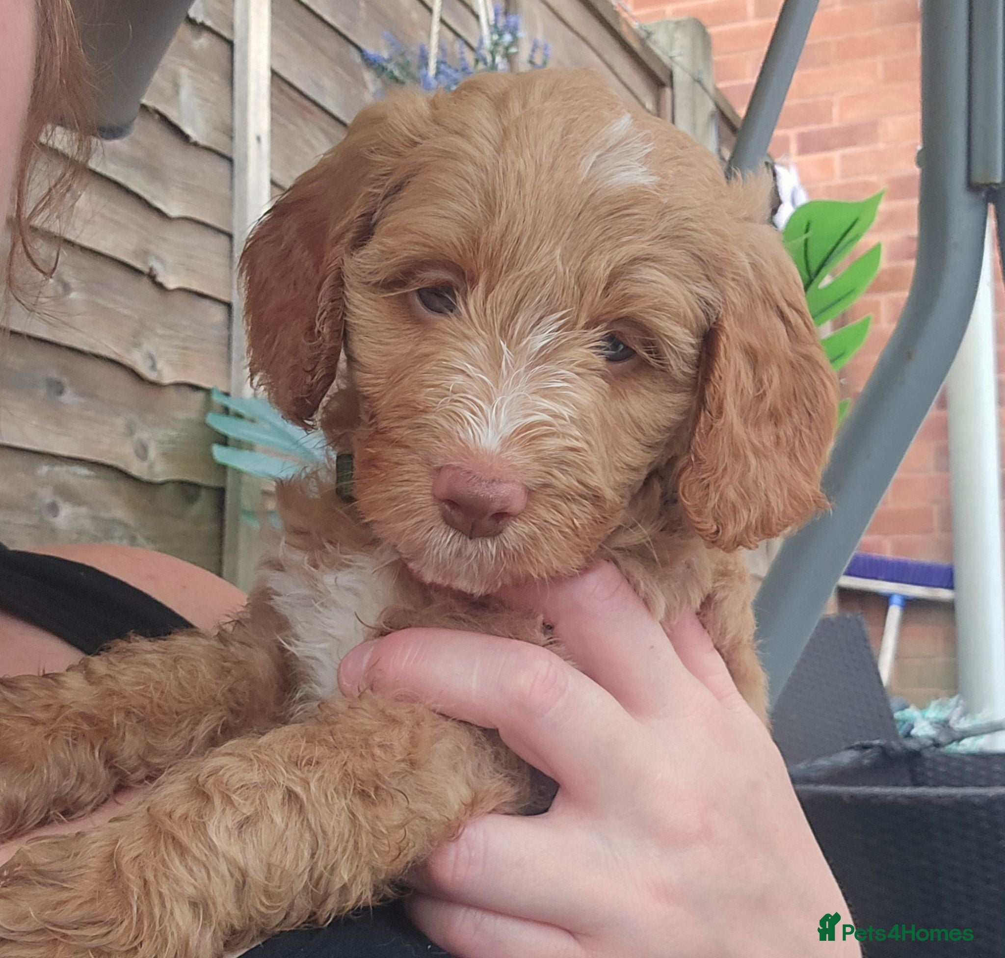 Cockapoo dogs LAST 3 Most loved Cockapoo Puppies - Advert 2