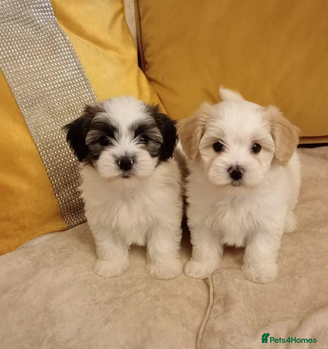 Maltipoo dogs for sale: Maltipoo puppies  - Advert 1