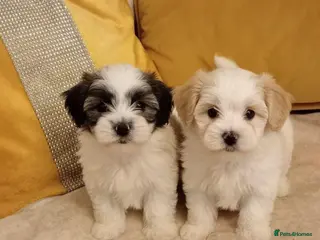 Maltipoo dogs Maltipoo puppies - Advert 1