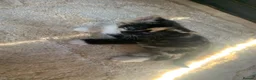 Mixed Breed cats for sale: Kittens - Advert 3