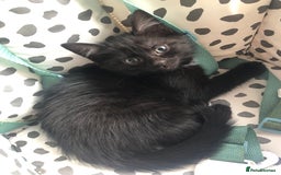 Mixed Breed cats for sale: beautiful kittens for sale  in Bellshill - Image 3