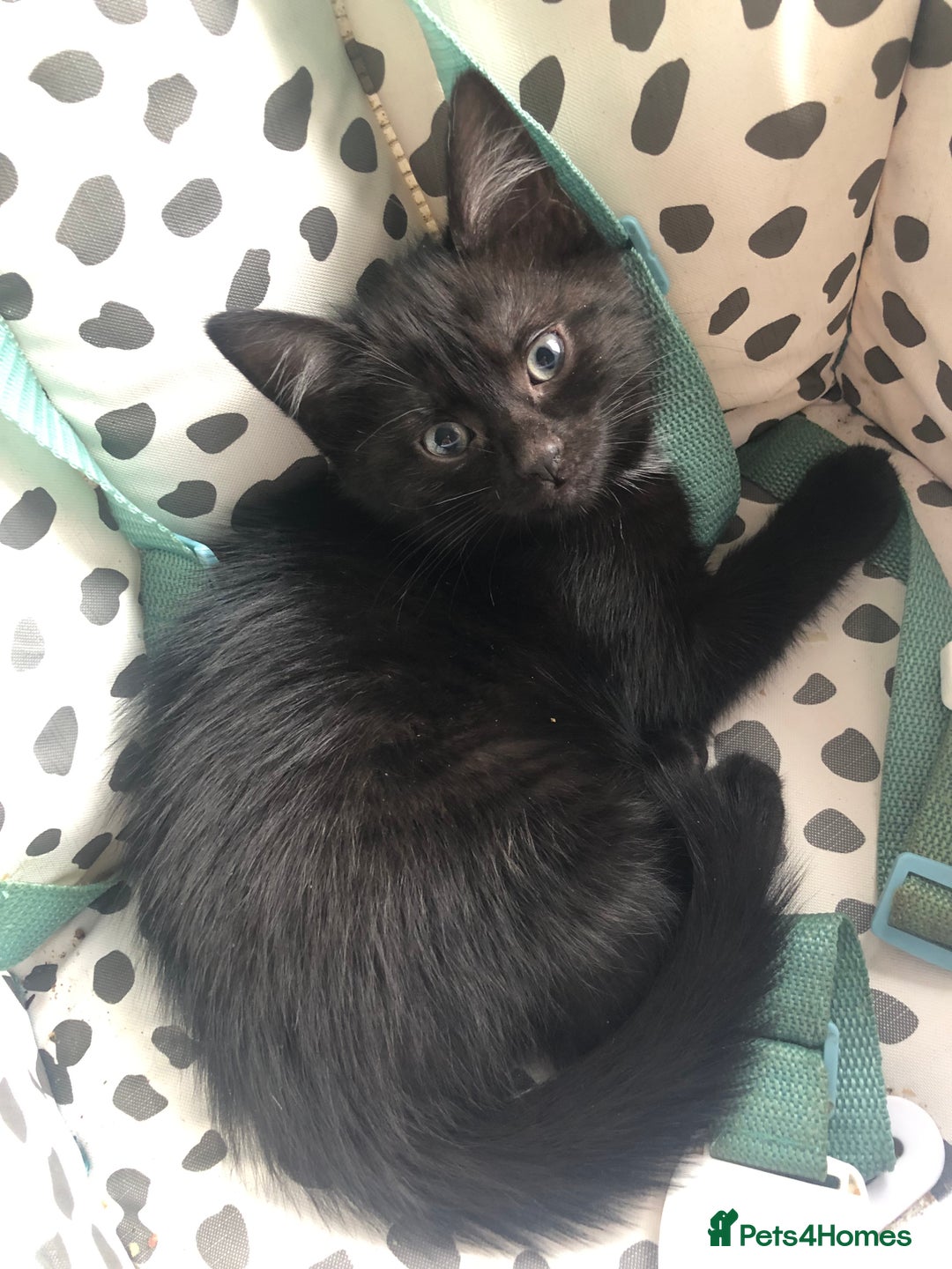 Mixed Breed cats for sale: beautiful kittens for sale  in Bellshill - Image 3