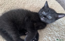 Domestic Shorthair cats for sale: Kittens  - Image 14