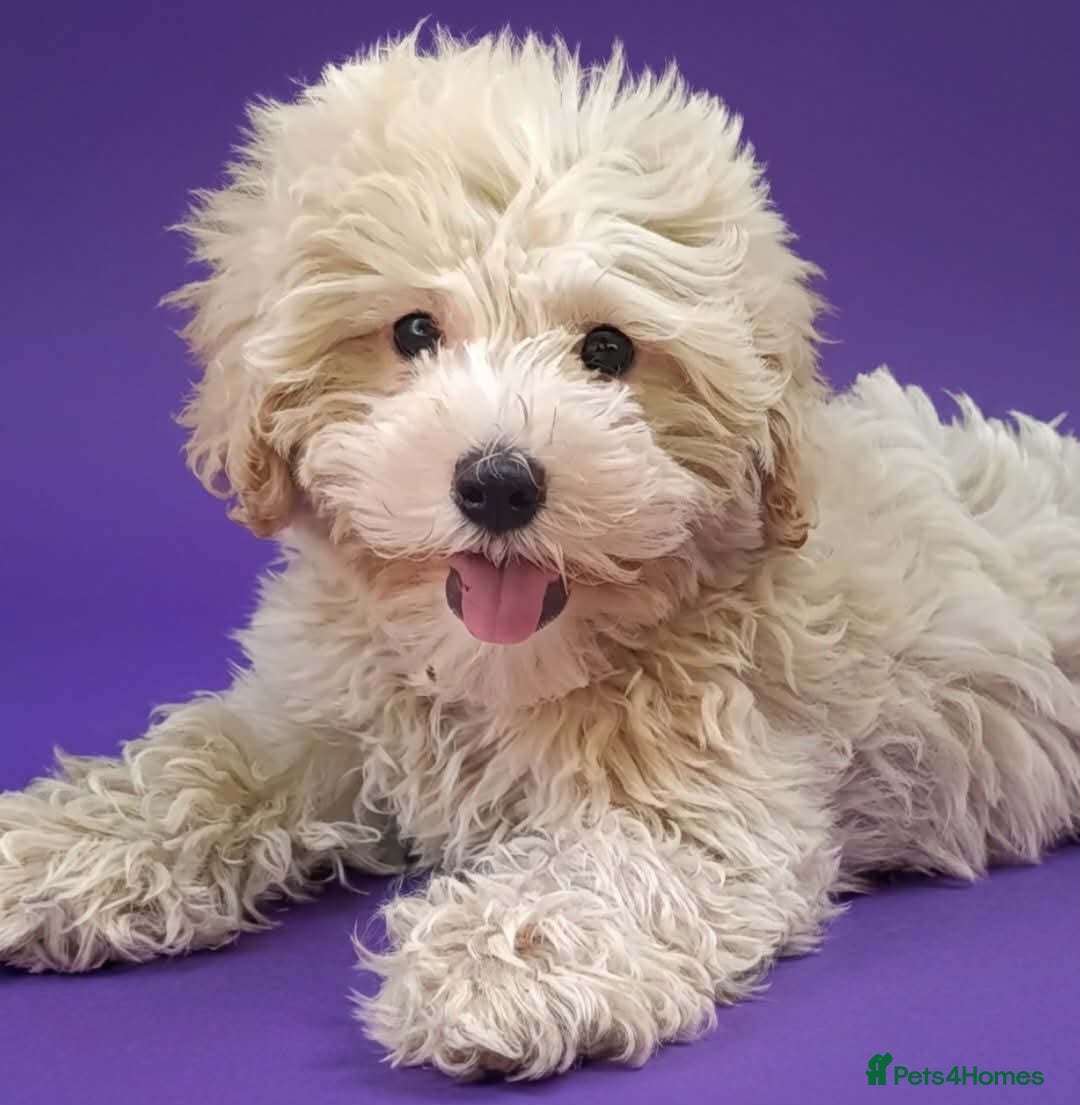 Maltipoo dogs F1 Maltipoo Puppies For Sale  - Advert 2