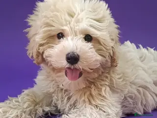 Maltipoo dogs F1 Maltipoo Puppies For Sale - Advert 2