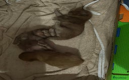 British Shorthair cats for sale: Chocolate British Shorthair Kittens - Image 4