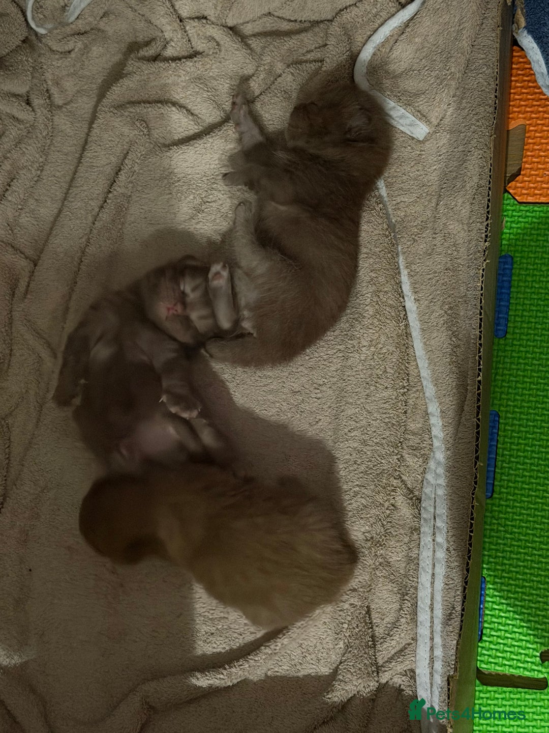 British Shorthair cats for sale: Chocolate British Shorthair Kittens - Image 4