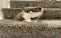 Himalayan cats for sale: Himalayan x Maine Coon Kittens – Ready Soon! - Image 15