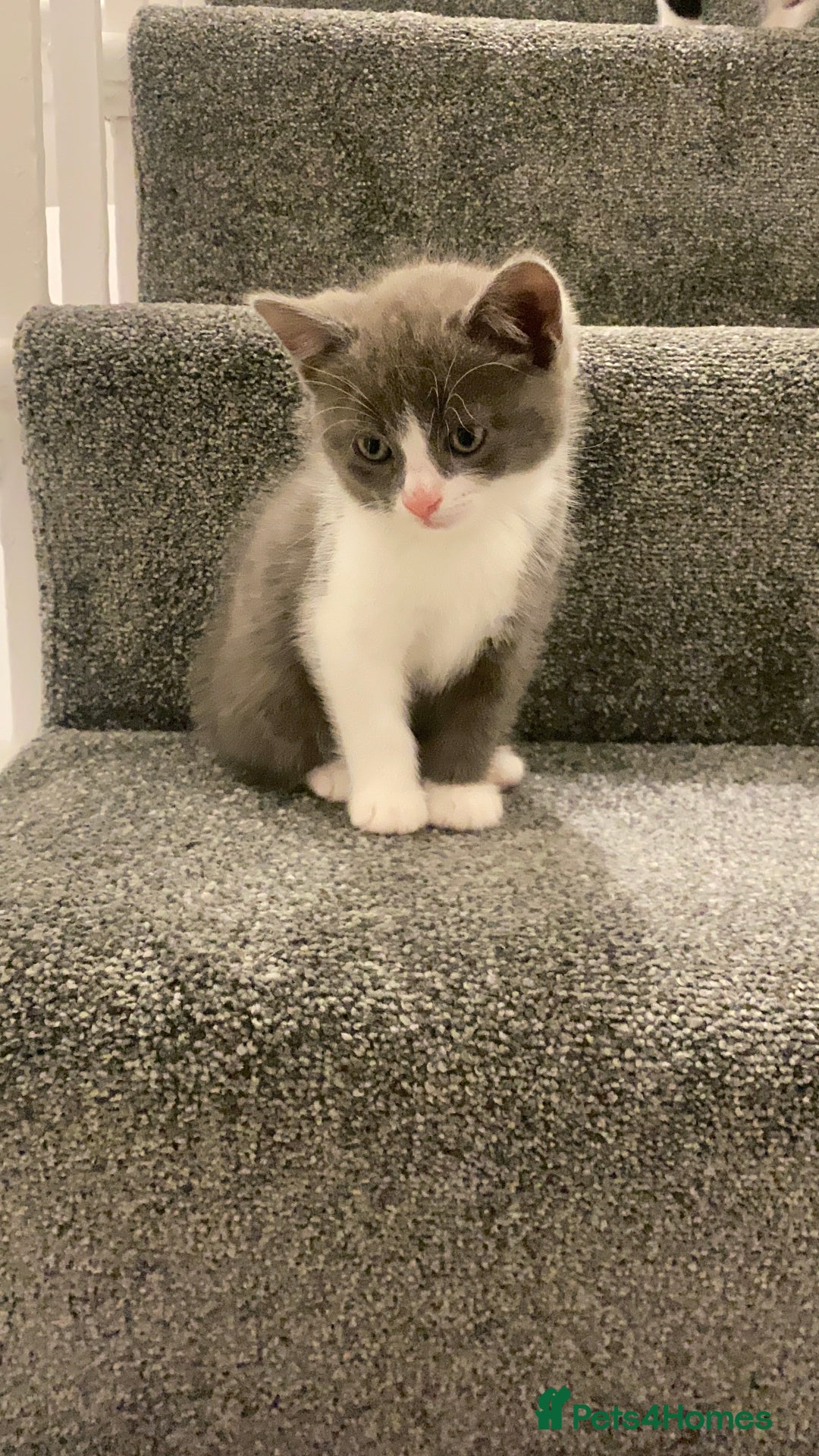 Himalayan cats for sale: Himalayan x Maine Coon Kittens – Ready Soon! - Image 15