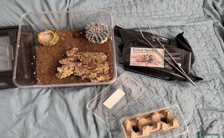 Tarantulas invertebrates - Advert 1