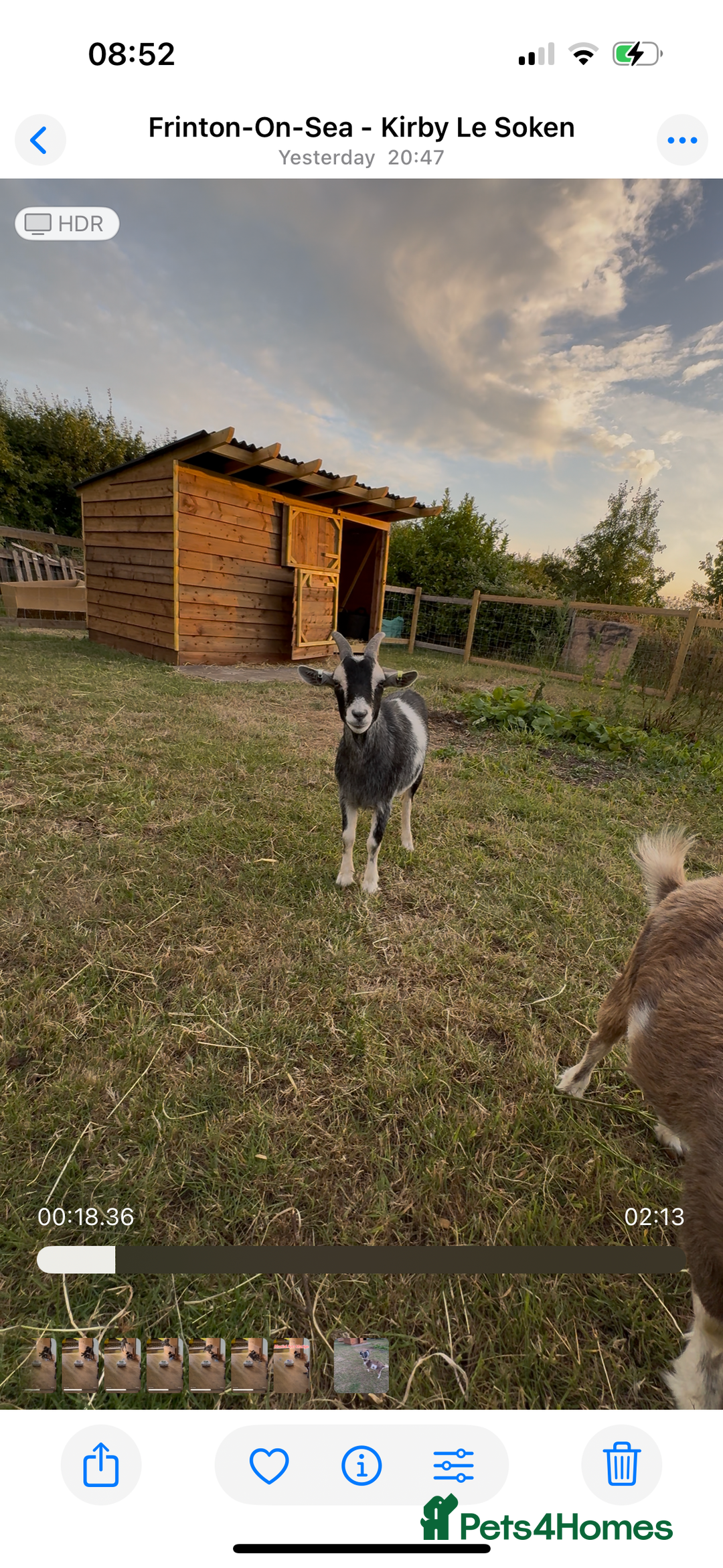 Goats livestock for sale: Two Pygmy wethers for sale - Advert 2