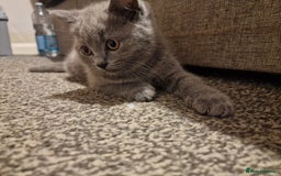 British Shorthair cats for sale: British shorthair  - Image 5