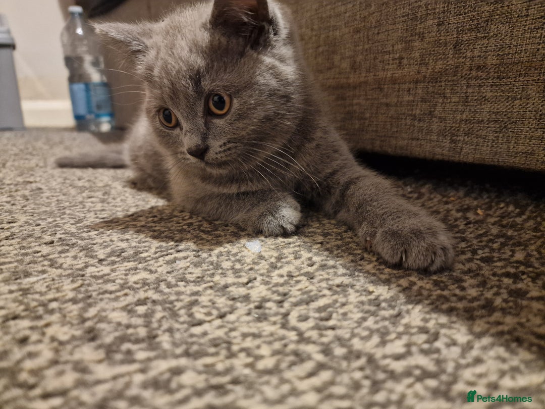 British Shorthair cats for sale: British shorthair  - Image 5
