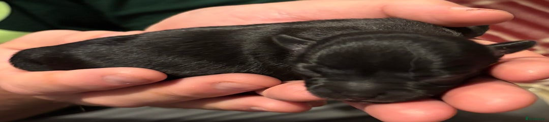 Chihuahua Puppy 3