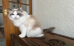 Ragdoll cats for sale: Ragdoll Male 10 years old - Image 2
