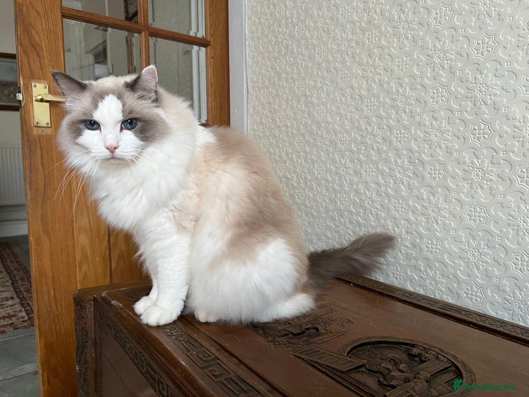 Ragdoll cats for sale: Ragdoll Male 10 years old - Image 2