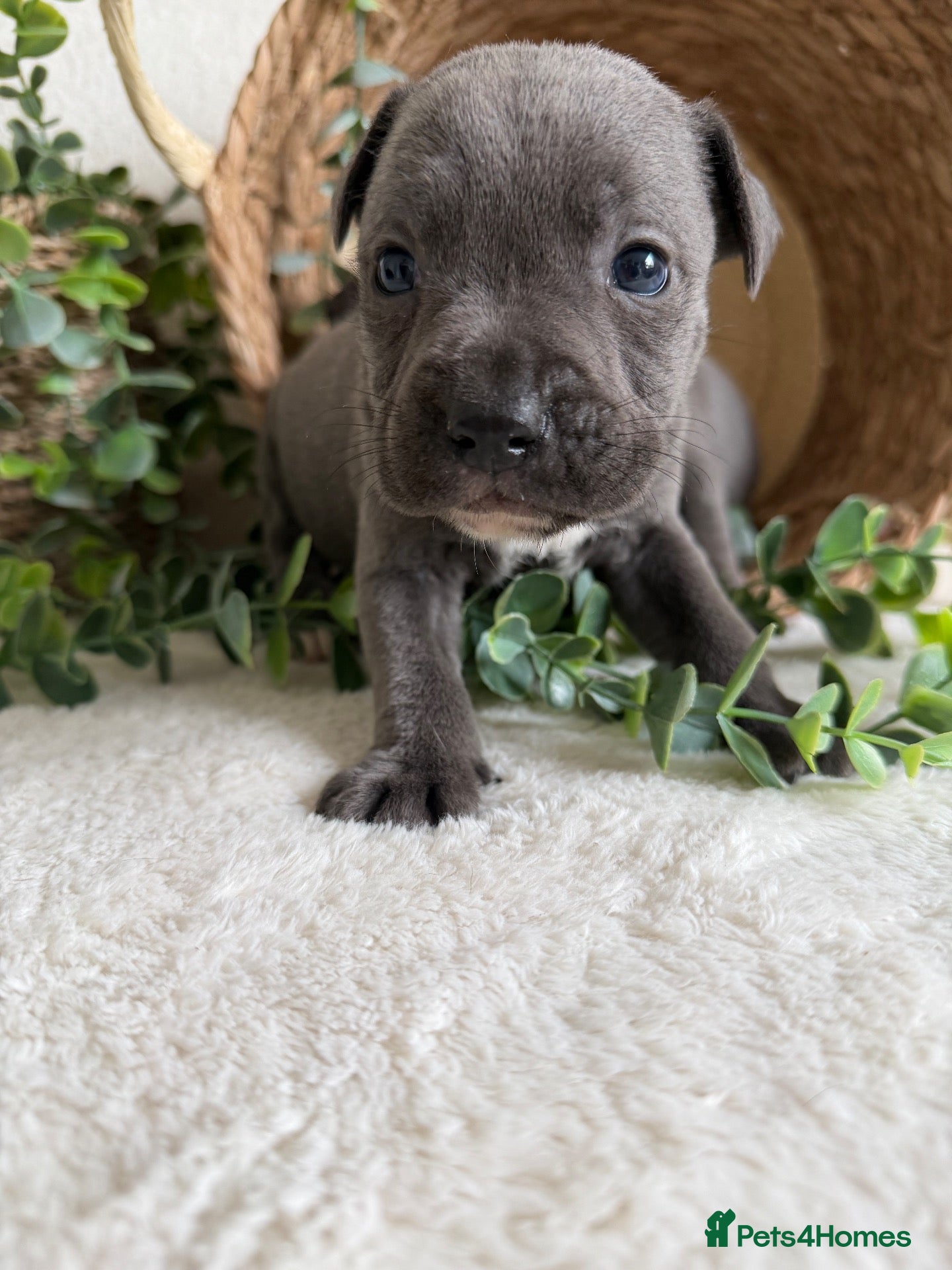 Staffordshire Bull Terrier dogs for sale: STUNNING KC STAFFORDSHIRE BULL TERRIER PUPPIES  - Advert 1