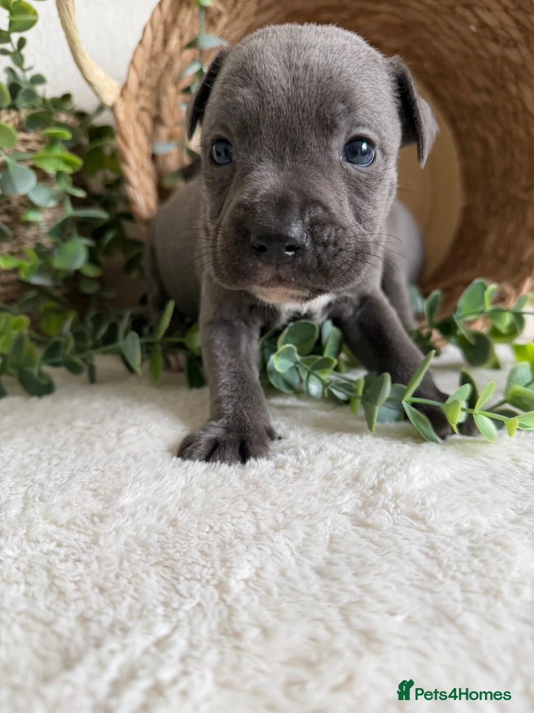 Staffordshire Bull Terrier dogs for sale: STUNNING BLUE KC STAFFORDSHIRE BULL TERRIERS  - Advert 1