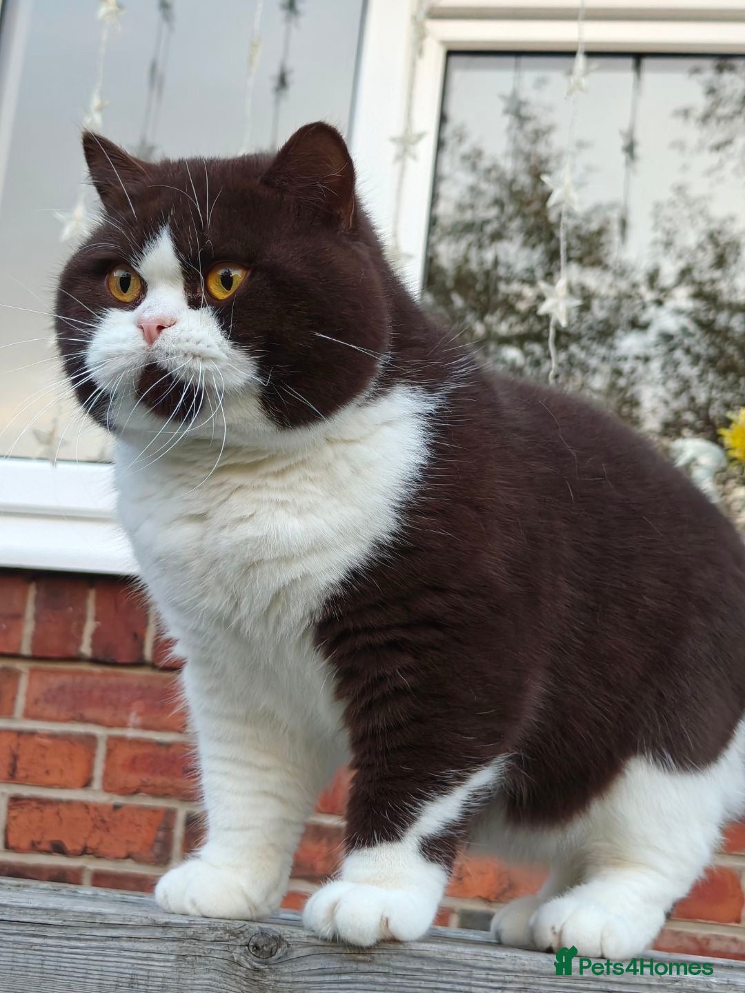 British Shorthair cats for sale: Lilac tortie bi colour point F ( ready 20 .12) - Image 7